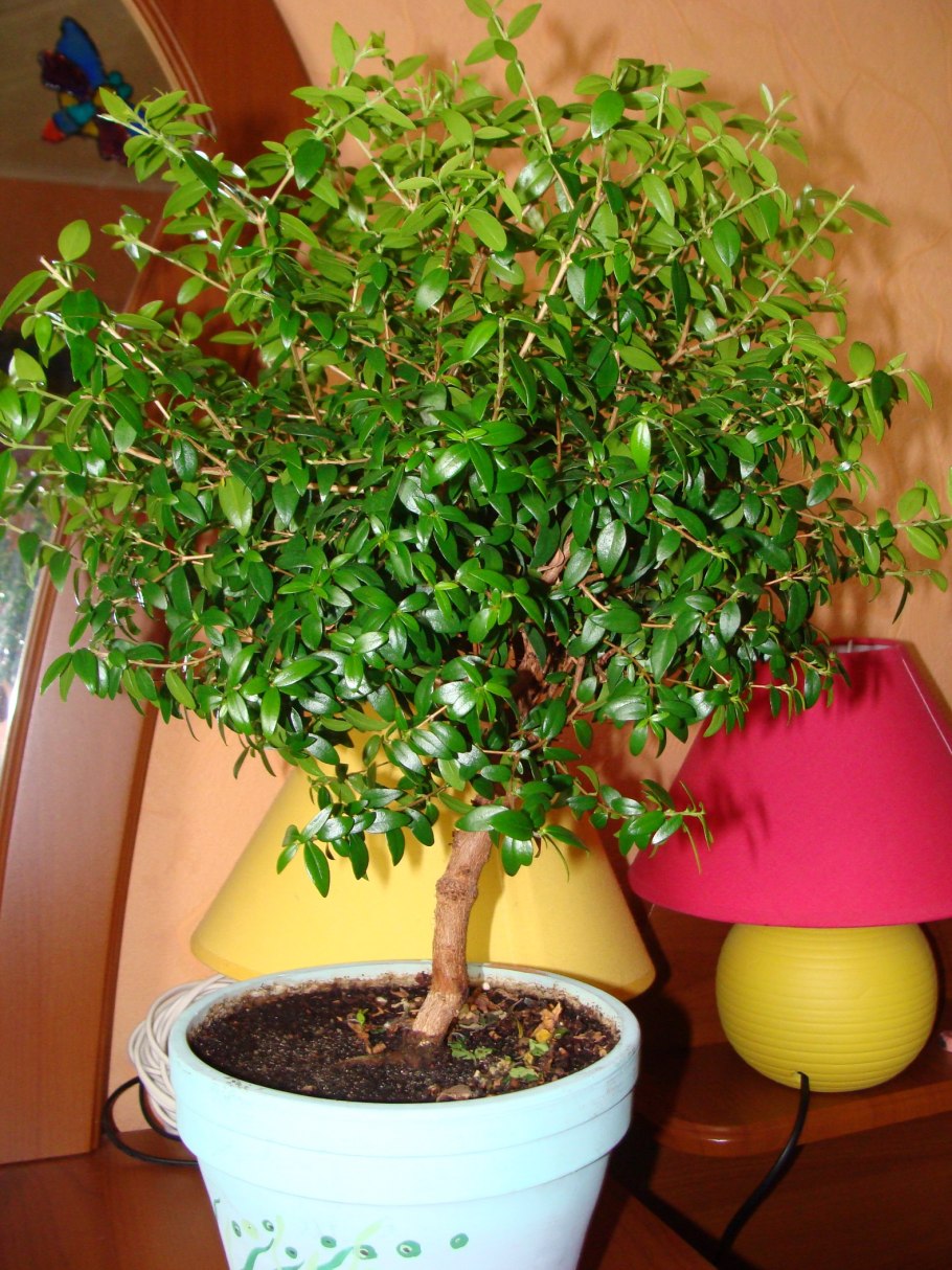 Мирт коммунис штамбовый