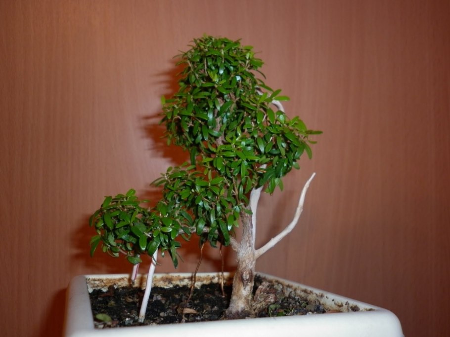 Мирт коммунис