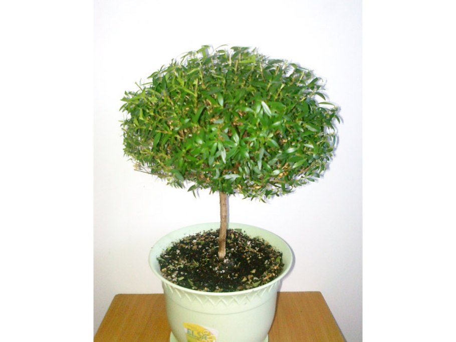 Мирт и лавр