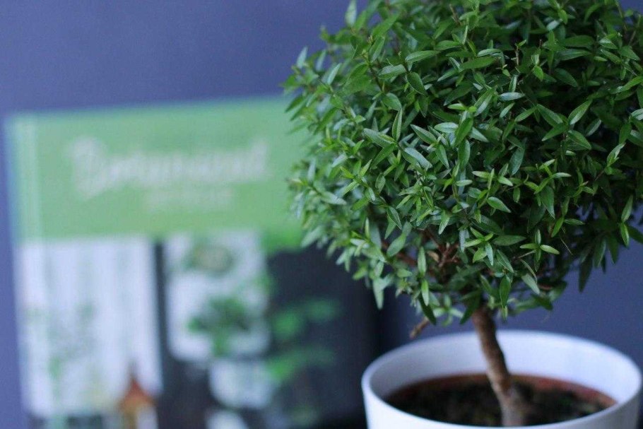 Мирт комнатный