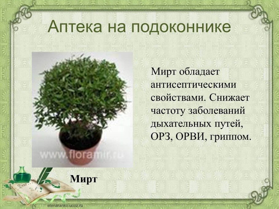 Фикус Мирт