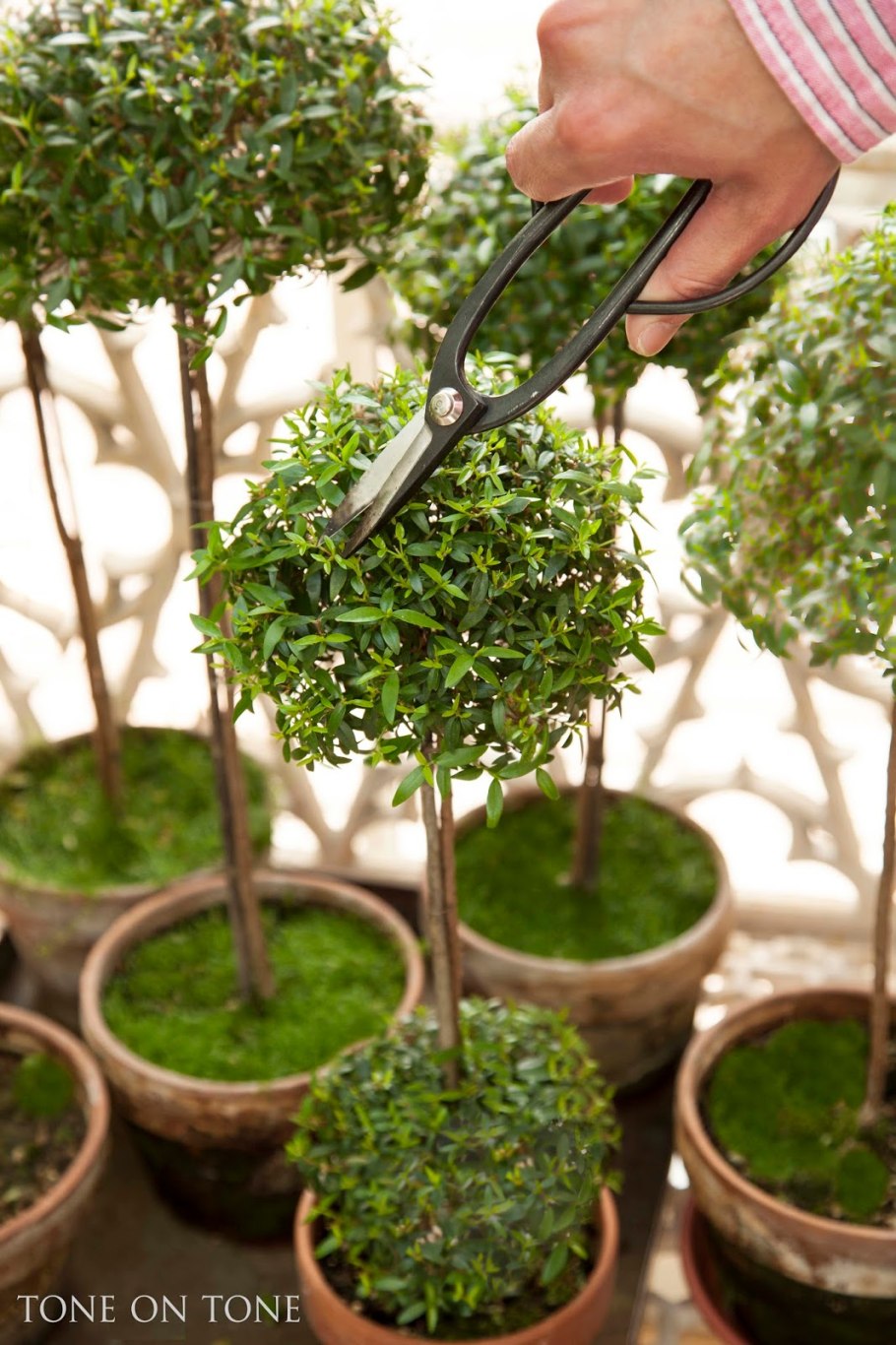 Мирт цветет