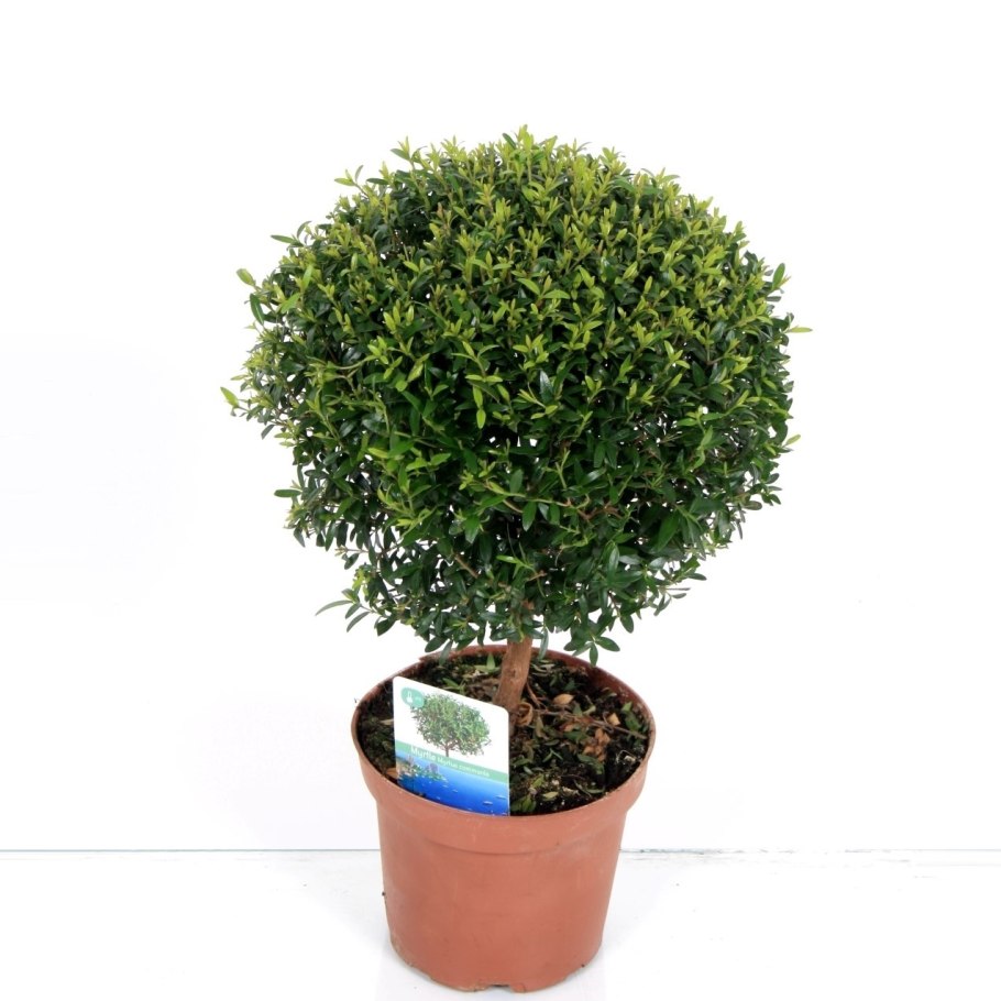 Мирт цветок