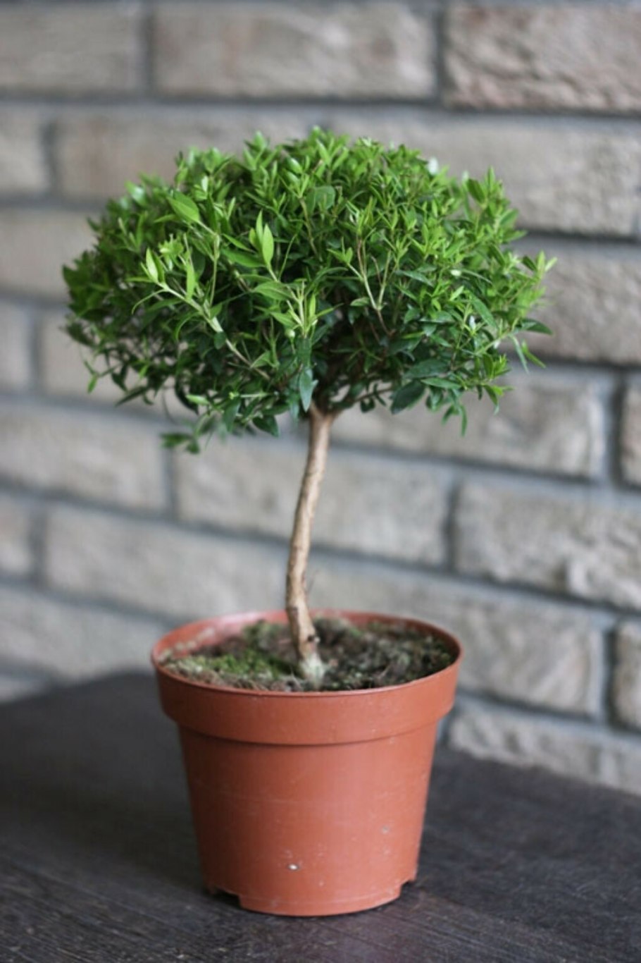 Мирт коммунис цветок