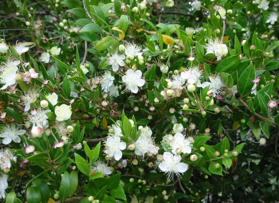 Мирт коммунис штамбовый