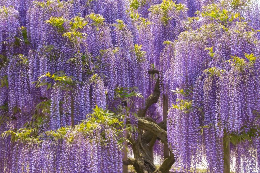 Глициния Асикага