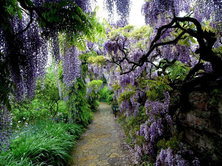 Сад глицинии, Вайнхайм, Германия