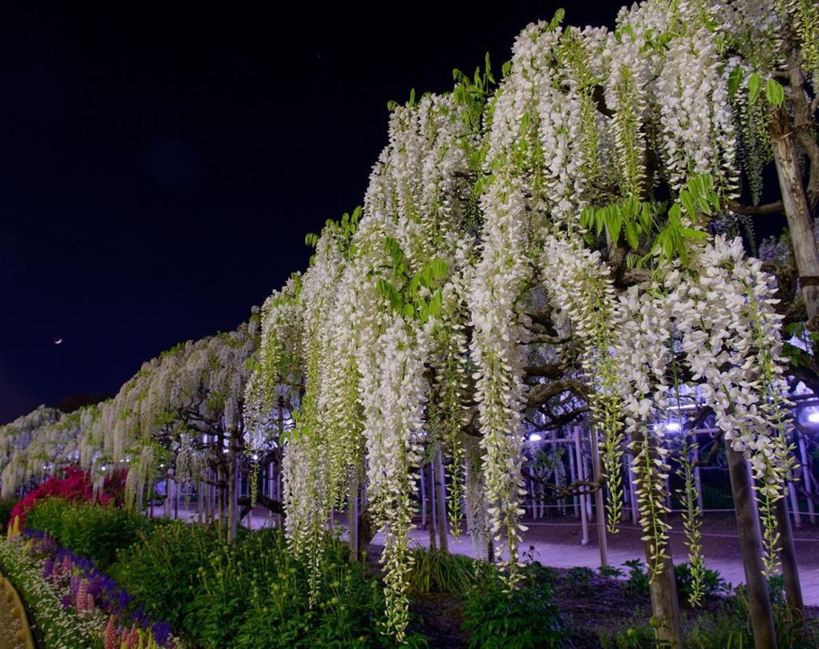 Асикага парк глициний