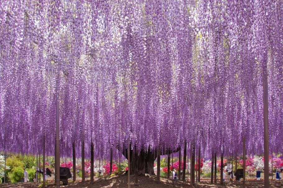 Глициния сиреневая "китайская"