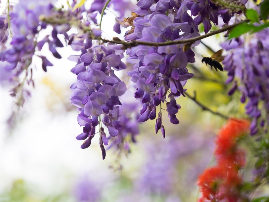Глициния сиреневая "Вистерия"