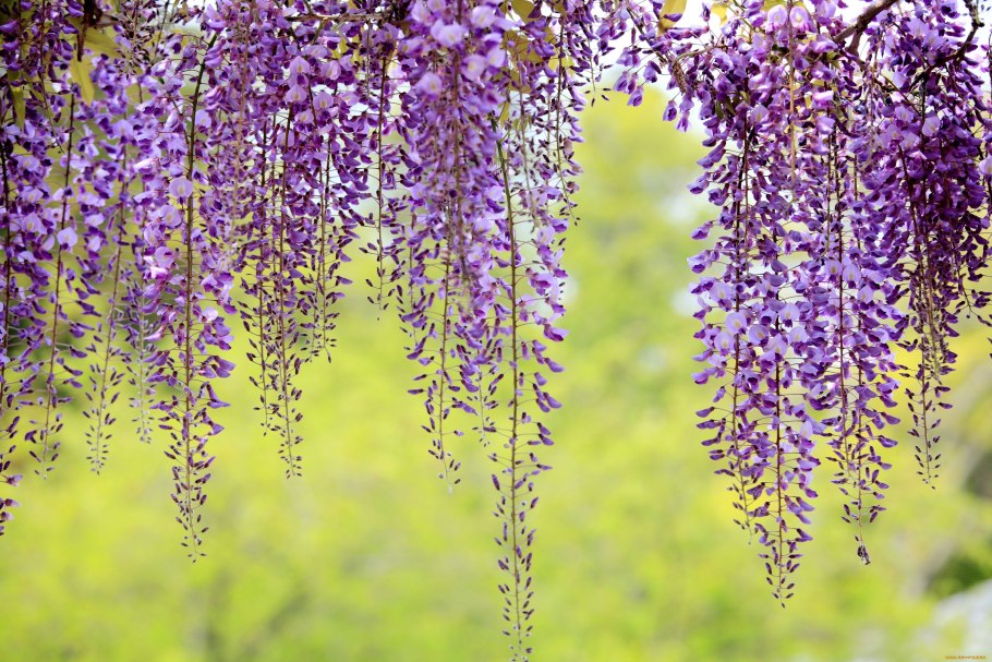 Глициния вьющаяся Лиана