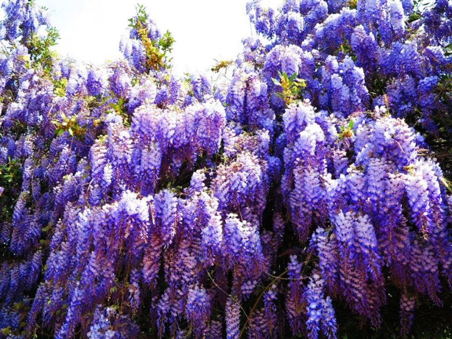 Глициния сиреневая "китайская"