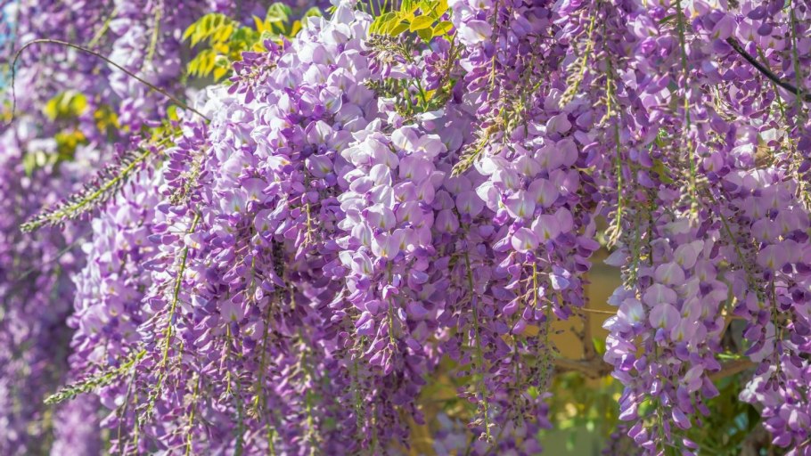 Глициния кустарниковая