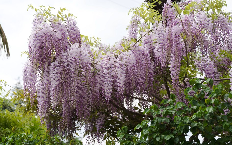 Глициния обильноцветковая