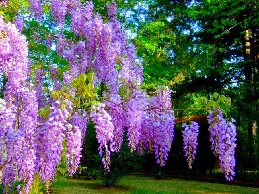 Бобовник Лиана