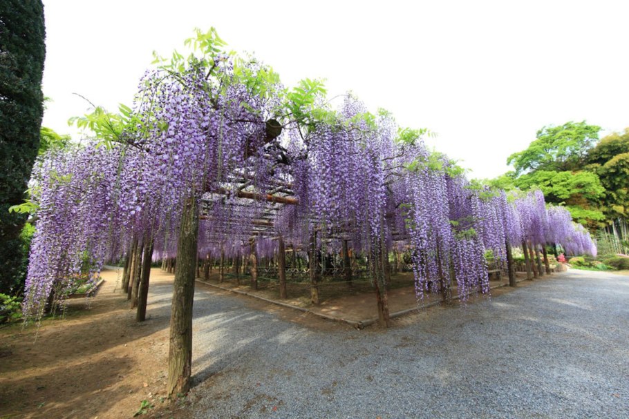 Акация Глициния