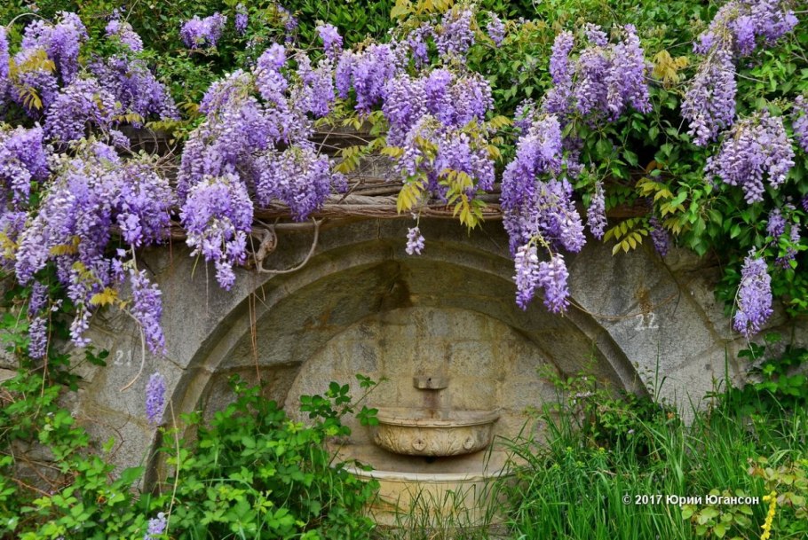 Глициния Воронцовский дворец