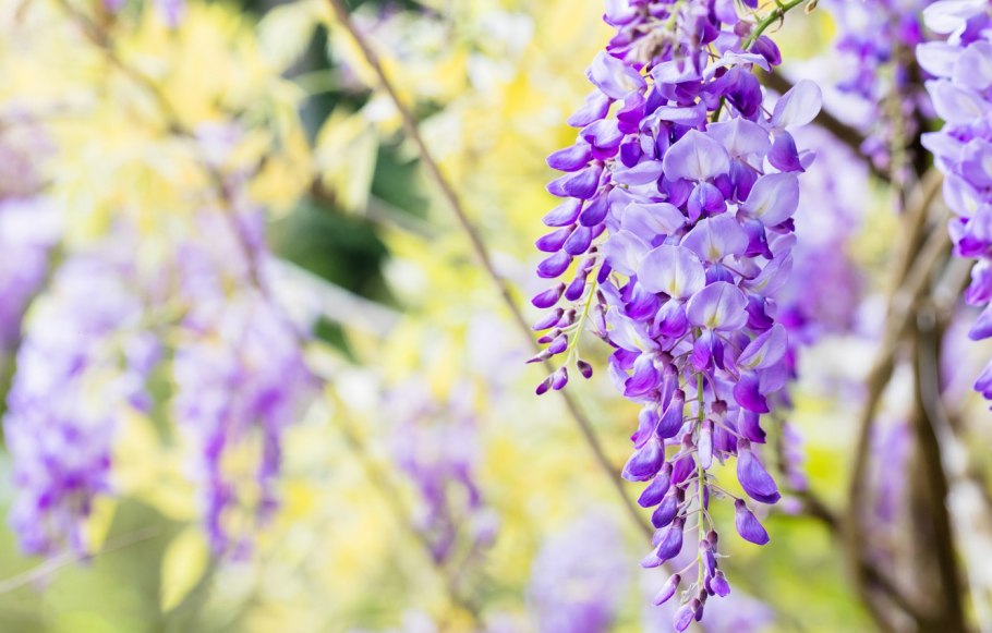 Лавандовая Глициния