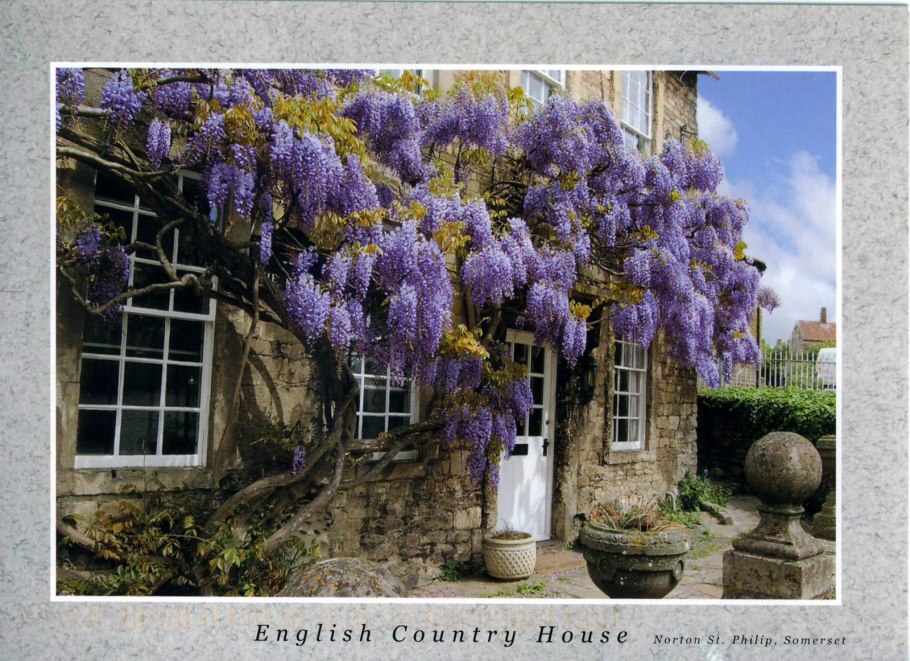 Вистерия Глициния