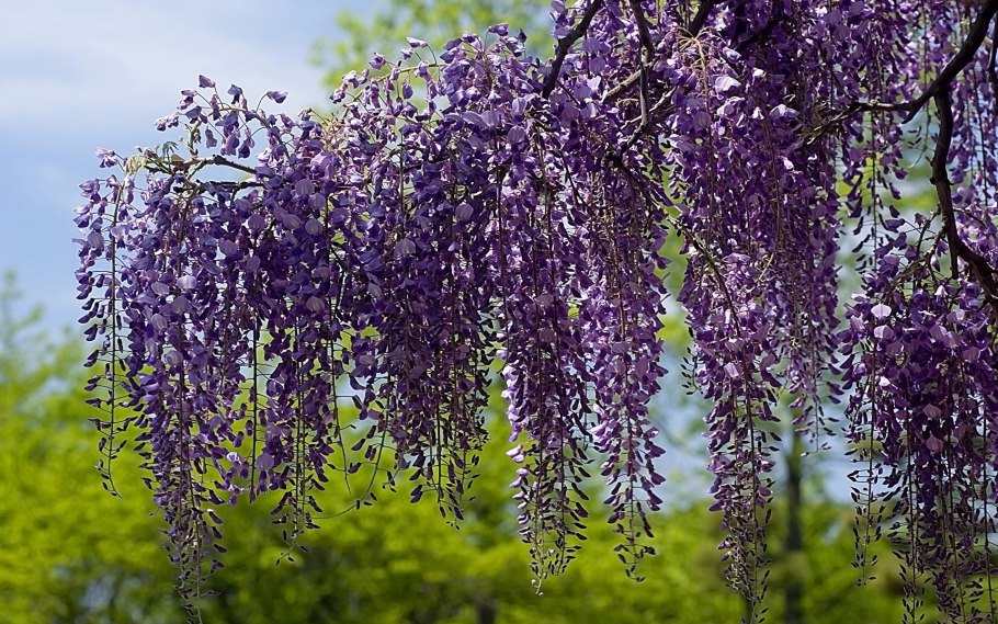 Вистерия китайская Глициния