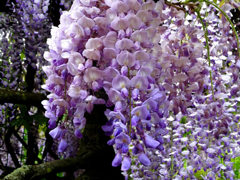 Сад глицинии, Вайнхайм, Германия
