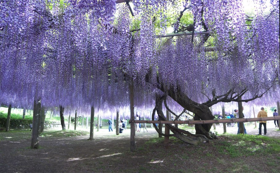 Сад цветов Кавати Фудзи в Японии