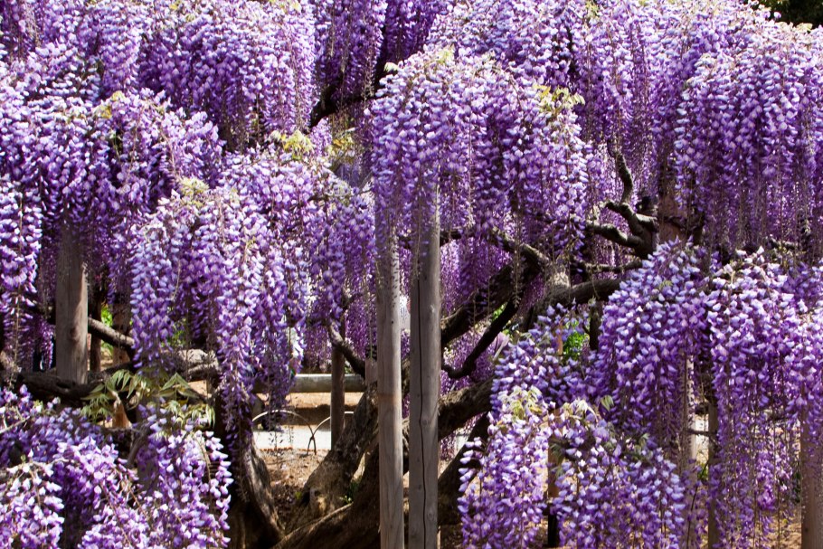 Лавандовая Глициния