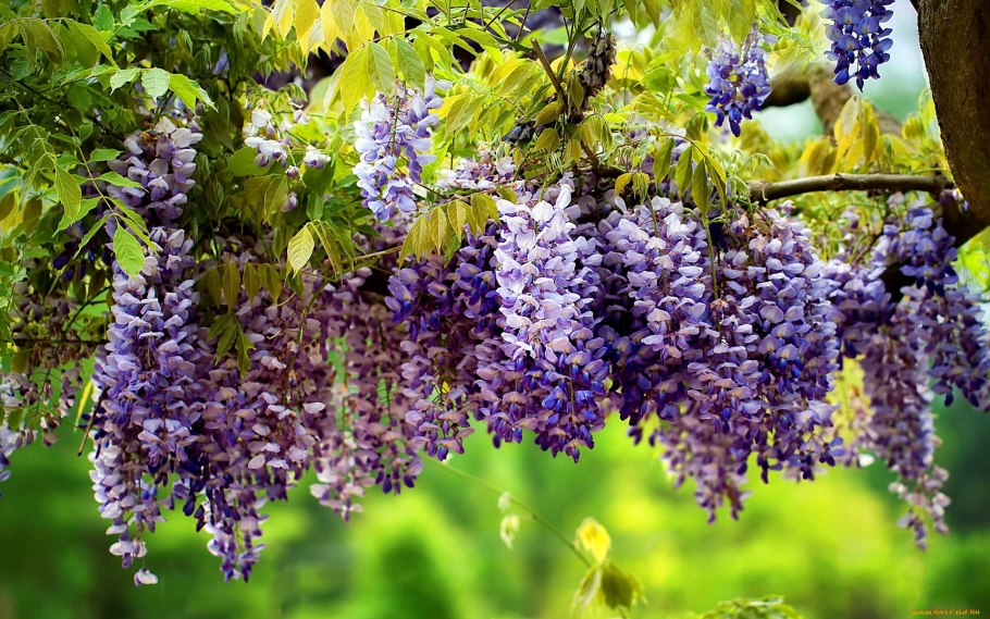 Глициния соцветие