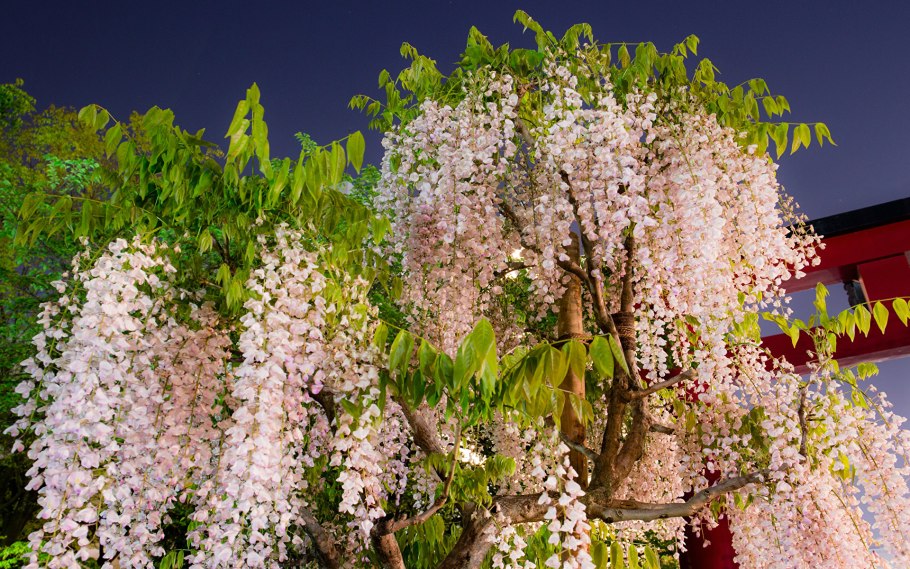 Акация Глициния