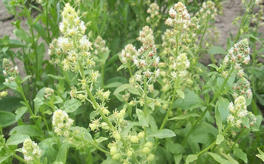 Резеда душистая