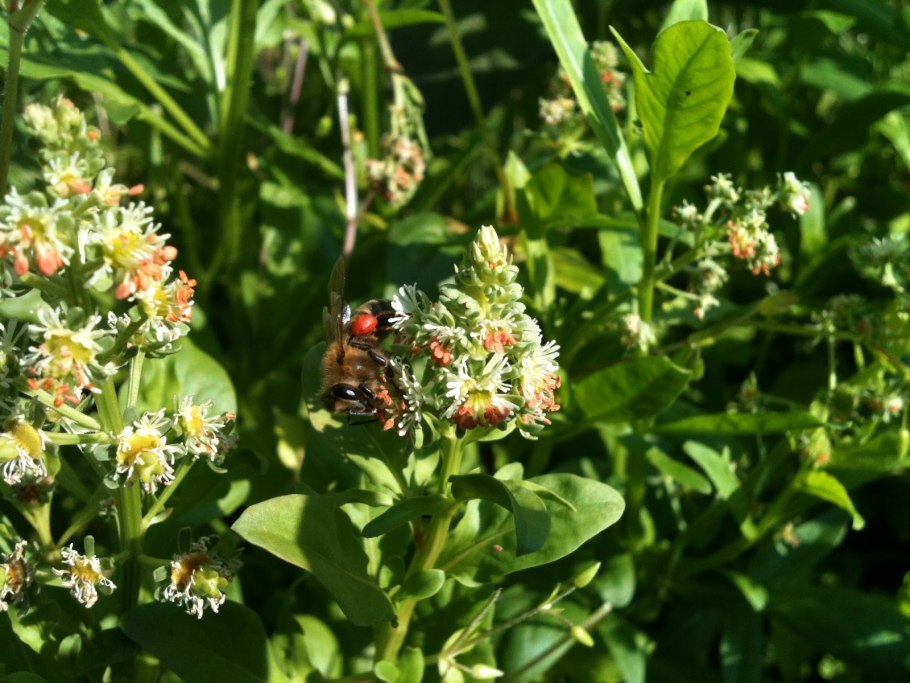 Резеда растение