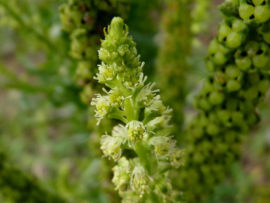 Reseda odorata