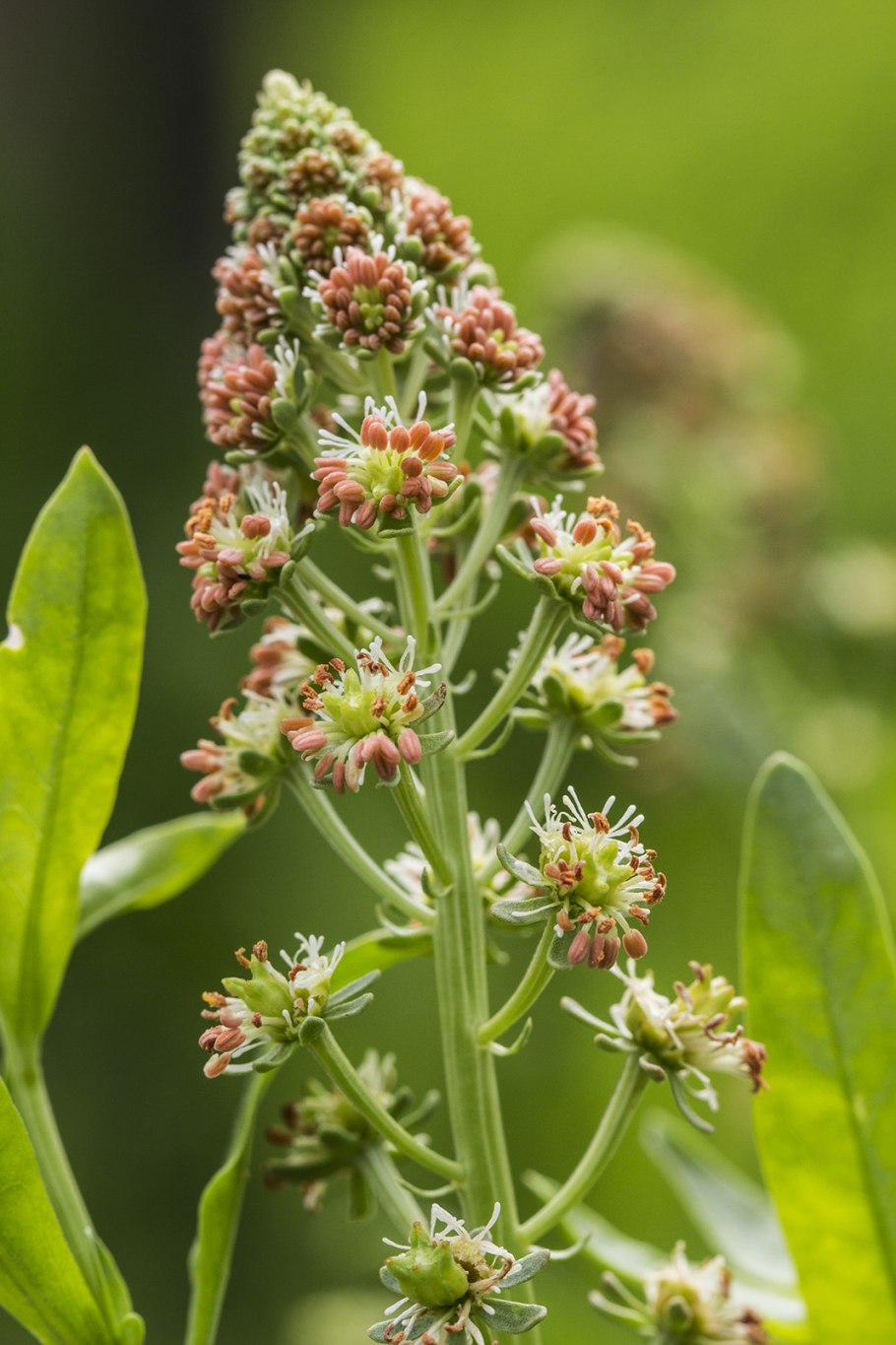 Резеда растение