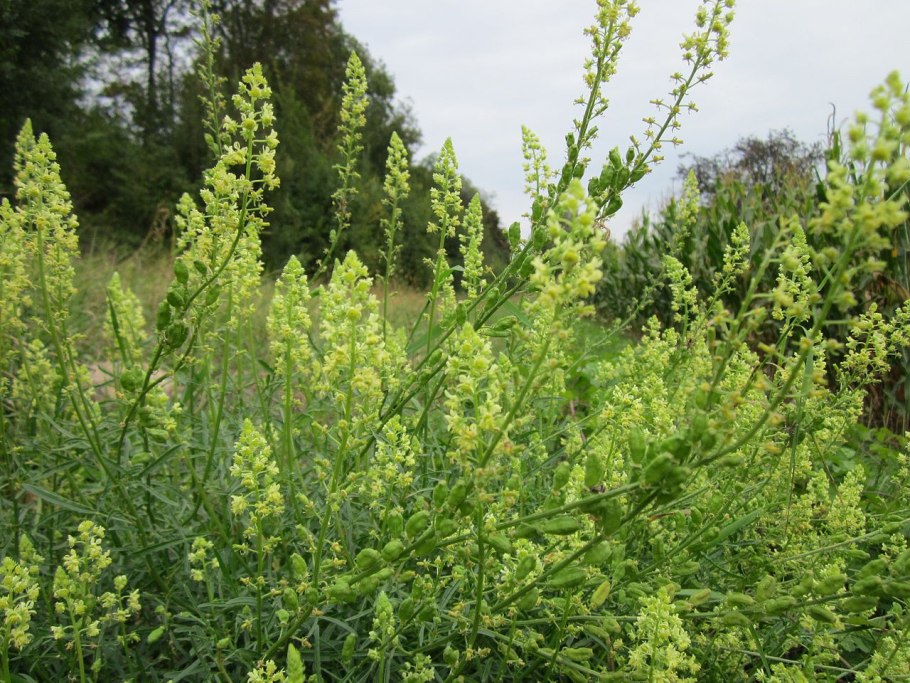 Reseda odorata