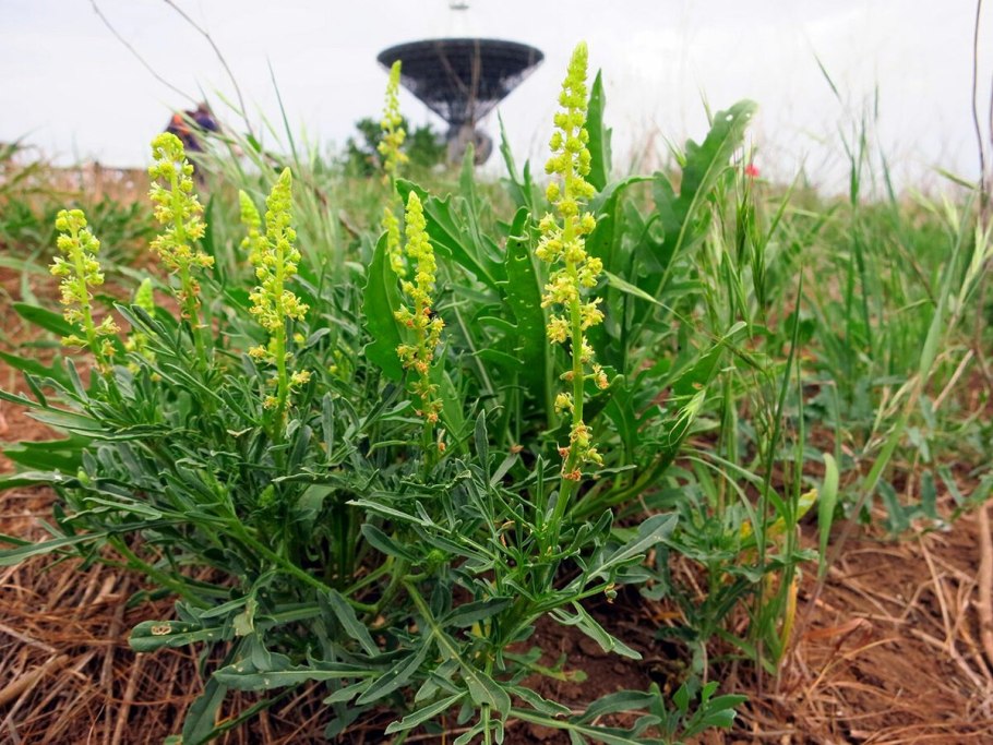 Шалфей валериана