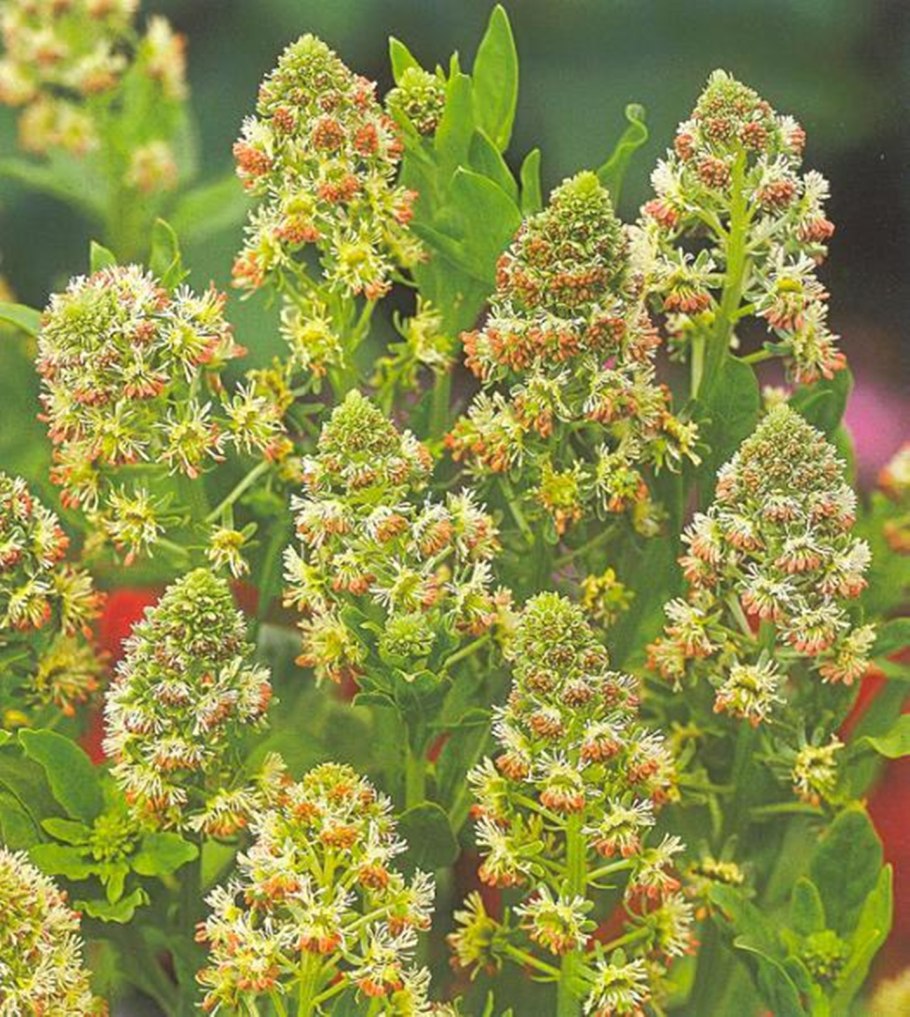 Резеда душистая