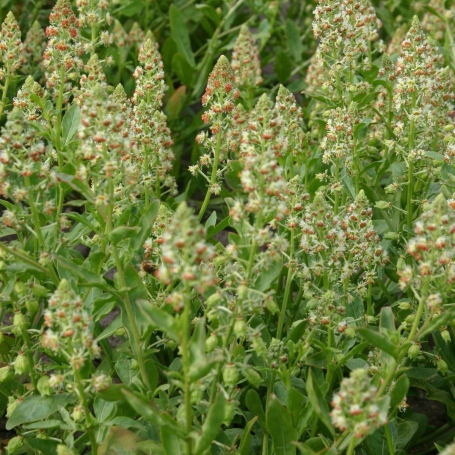 Цветы покровные Резеда