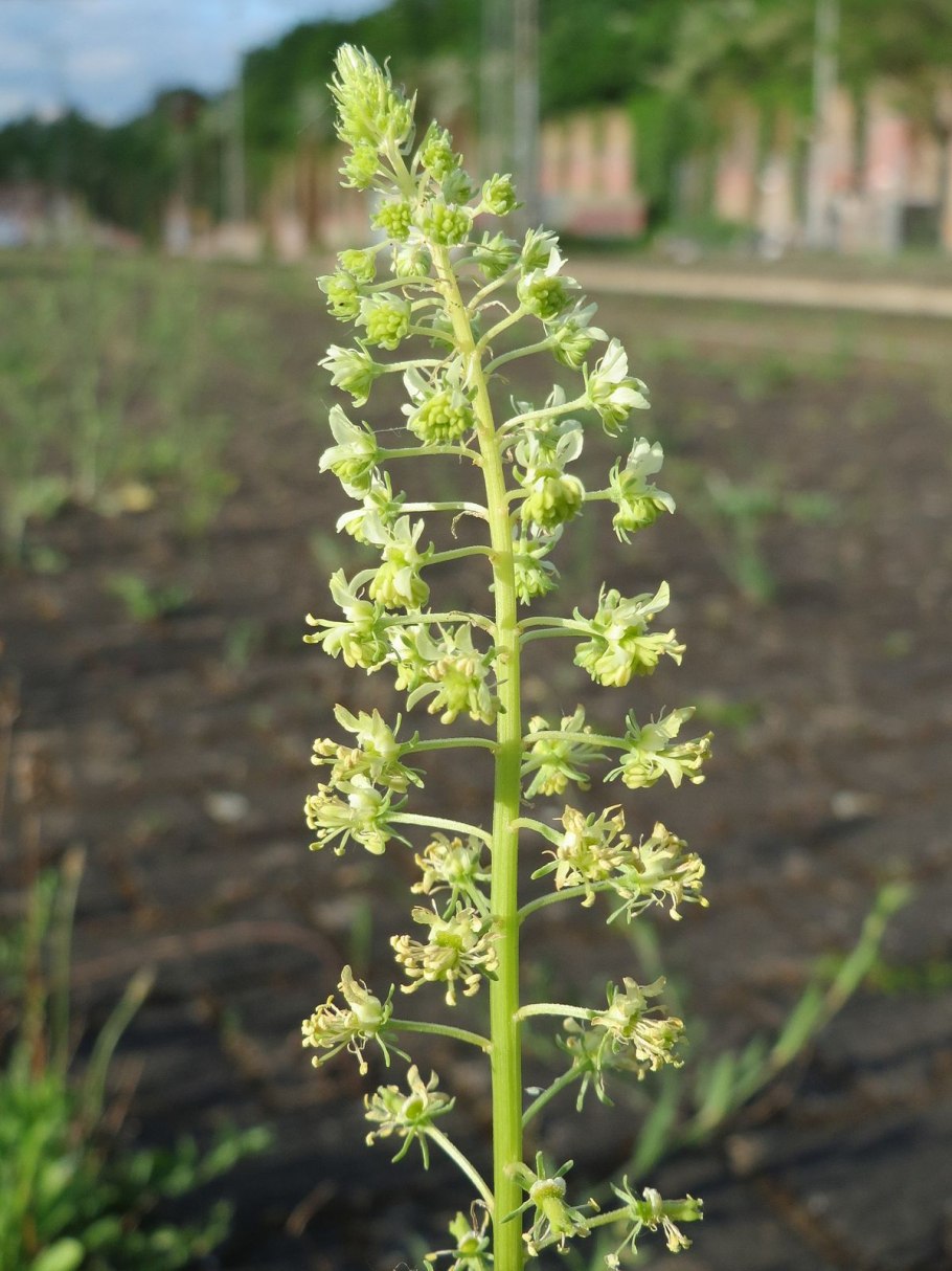 Резеда алиссум