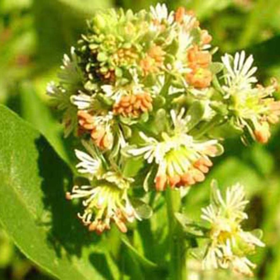 Обои Резеда душистая