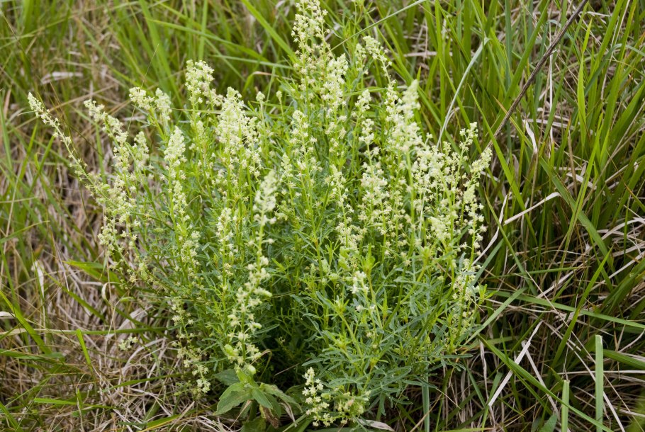 Reseda lutea