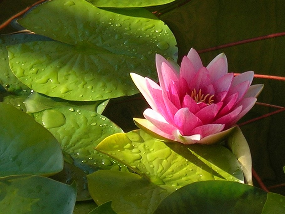 Ненюфары фото