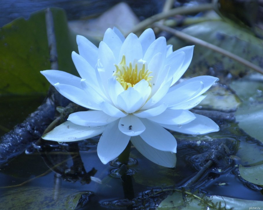 Голубой Лотос (Nymphaea caerulea)