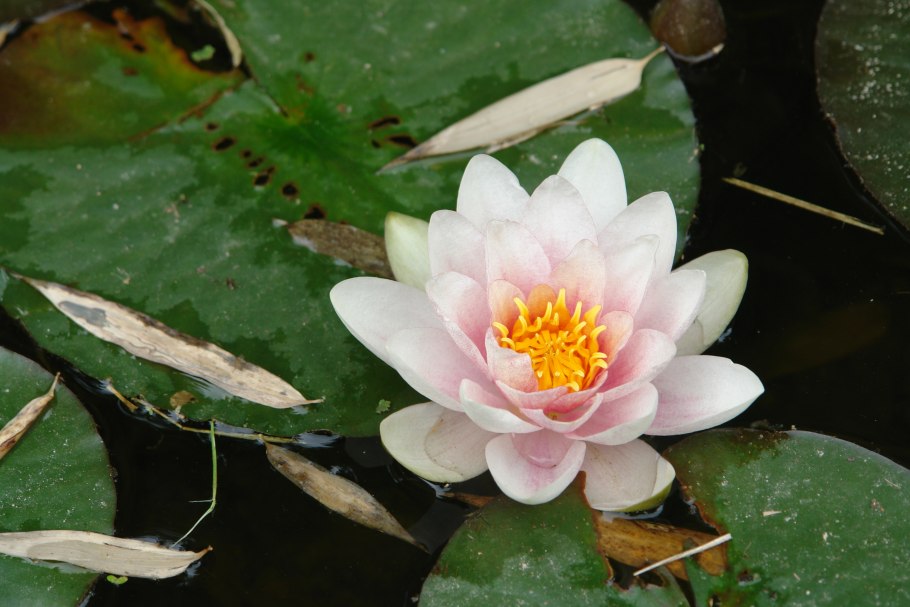 Нимфея Шарль де Мервиль