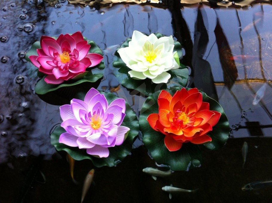 Роза Ненюфар