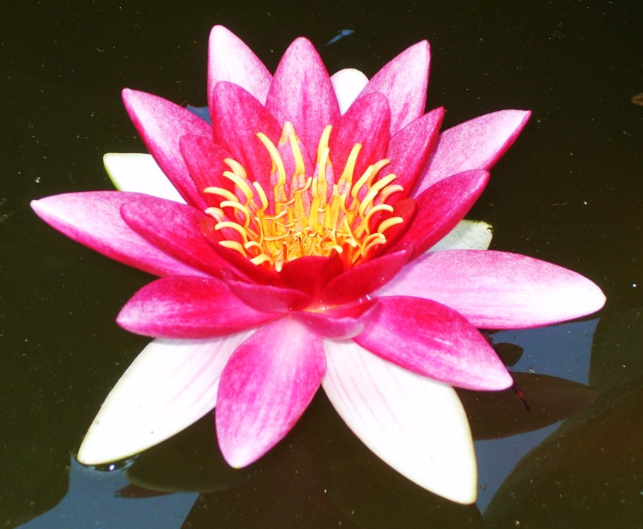 Ненюфары фото