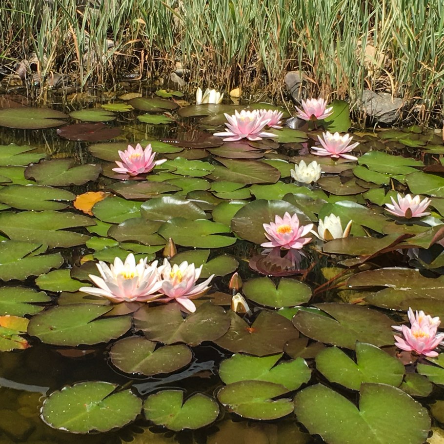 Цветы Ненюфары