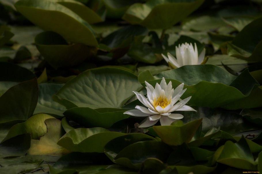Ладога Лилия кувшинка камыш