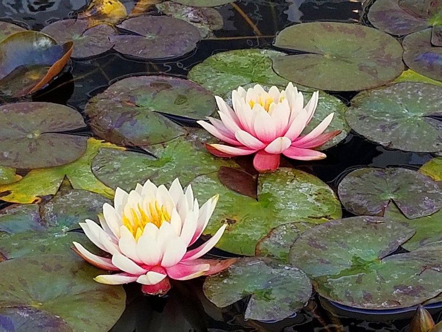 Нимфея Болотная