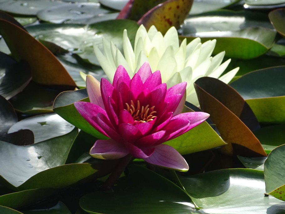 Ненюфар цветок фото