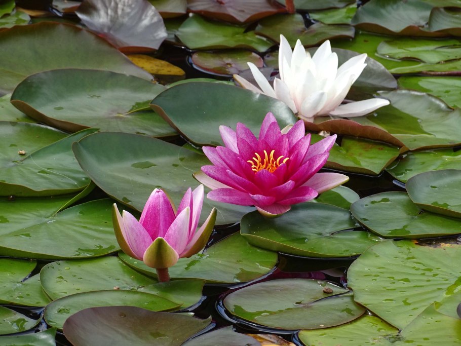 Розовые кувшинки в Москве